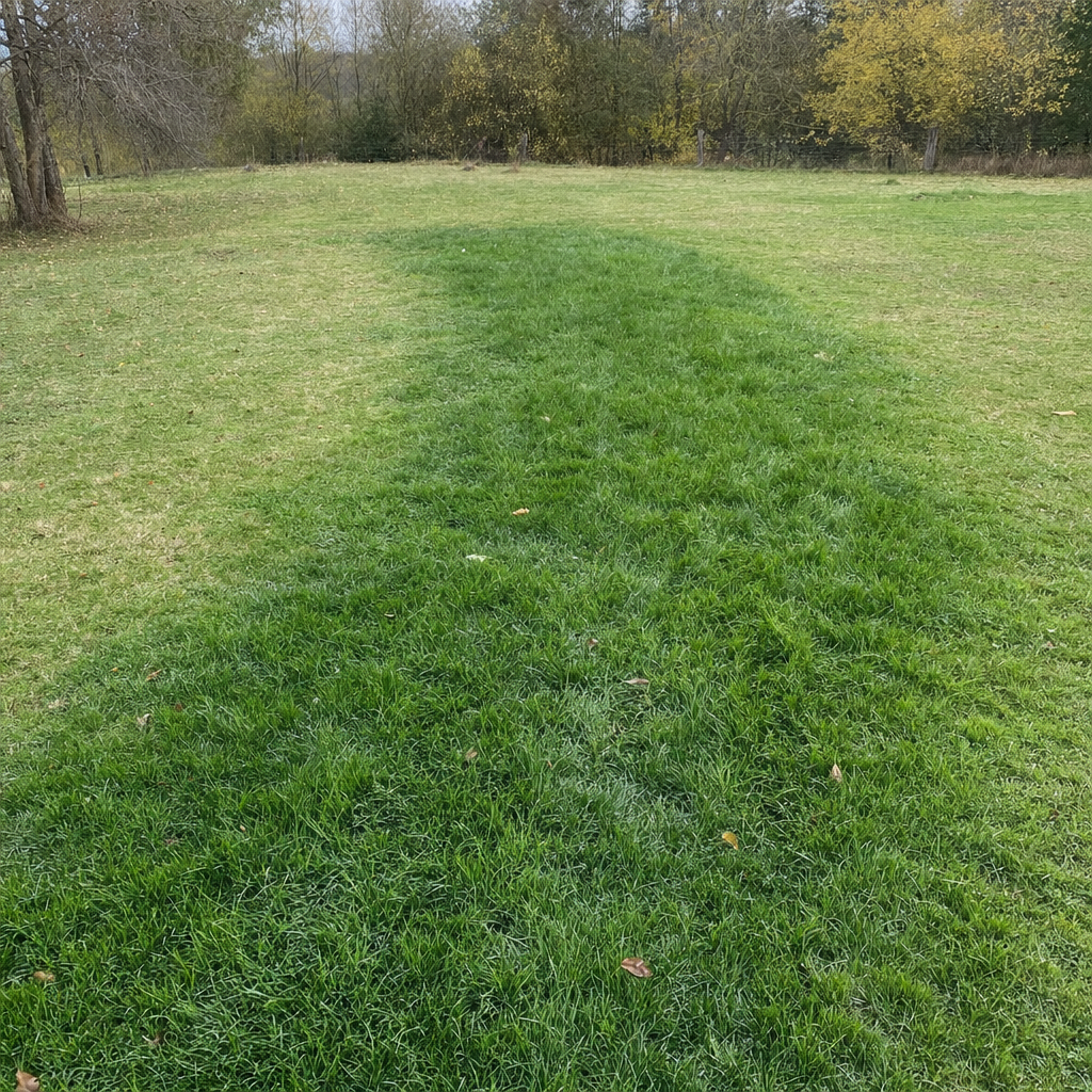 A soggy, unusually green patch of lawn over the drain field of a Fort Worth home, a sign the septic tank needs pumping
